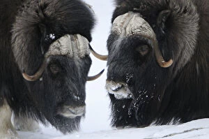 Two Muskox (Ovibos moschatus) in snow, Dovrefjell National Park, Norway, February 2009