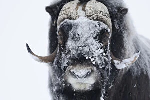Images Dated 22nd February 2009: Muskox (Ovibos moschatus) with snow on face, Dovrefjell National Park, Norway, February 2009