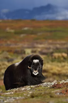 2019 April Highlights Gallery: Muskox (Ovibos moschatus) in tundra with mountains in background, Dovrefjell National Park, Norway