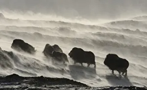 Bovids Prints: Muskox (Ovibos moschatus) walking through wind blowing snow, Dovrefjell National Park