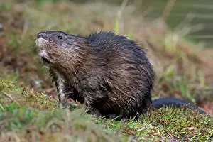 Waters Edge Prints: Muskrat (Ondatra zibethicus) at edge of beaver pond