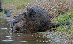 Waters Edge Prints: Muskrat (Ondatra zibethicus) feeding at edge of beaver pond