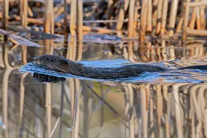 Reeds Prints: Muskrat (Ondatra zibethicus) swimming in beaver pond at sunrise