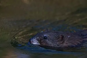 Mexico Prints: Muskrat (Ondatra zibethicus) swimming in river