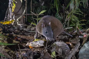 Musky rat kangaroo (Hypsiprymnodon moschatus) on rainforest floor at night, Wet Tropics World Heritage area, Innisfail, Queensland, Australia