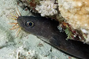 Red Sea Prints: Mustache conger (Conger cinereus) peering out from reef