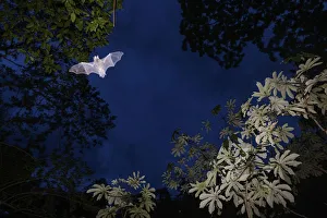 Images Dated 2nd August 2016: Mustached Bat (Pteronotus sp.) flying at dusk, Calakmul Biosphere Reserve, Yucatan Peninsula