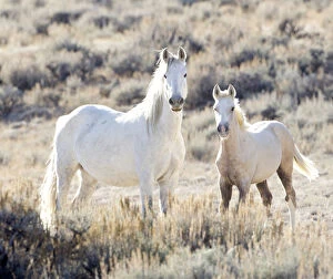 Mustang / Wild horses, mare with foal Mica, Adobe Town herd, Wyoming, USA, October 2010