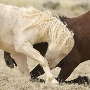 Interaction Prints: Mustang / wild horses, second year cremello colt Claro play fighting with bay