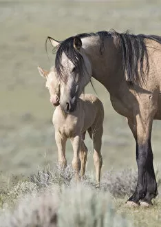 Males Gallery: Mustangs / wild horses, cremello colt Cremosso with mare, McCullough Peaks herd, Wyoming