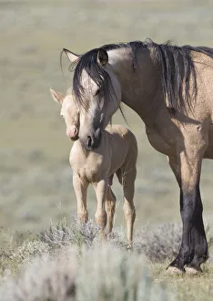 Mustangs / wild horses, cremello colt Cremosso with mare, McCullough Peaks herd, Wyoming