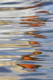 Mute swan (Cygnus olar) reflection in water, UK