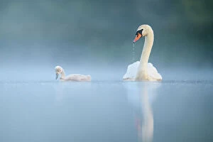 Cool Coloured Coasts Collection: Mute swan (Cygnus olor) adult and cygnet swimming on misty lake at dawn