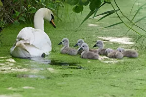 Groups Collection: Mute swan (Cygnus olor) adult with cygnets on water, Woodwalton Fen, Cambridgeshire