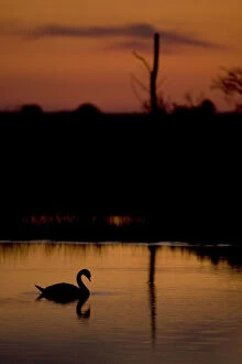 Mute Swan (Cygnus olor) adult silhouetted on lake at sunset, Oostvaardersplassen