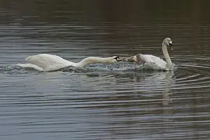 True Swan Prints: Mute swan (Cygnus olor) attacking juvenile swan on water, Norfolk, UK. March