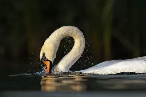March 2022 highlights Gallery: Mute swan (Cygnus olor) bathing, Valkenhorst Nature Reserve, The Netherlands, Europe. August