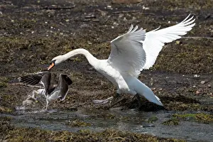 Anatidae Prints: Mute swan (Cygnus olor) chasing a Lesser black-backed gull (Larus fuscus graellsii) with a stolen cygnet in its beak