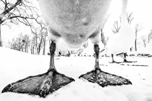 Feet Prints: Mute swan (Cygnus olor) close up portrait showing feet and lower part of body