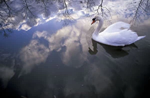 Mute swan {Cygnus olor} with clouds reflected in water Brasschaat, Belgium