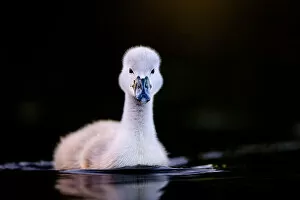 2020 November Highlights Gallery: Mute swan (Cygnus olor) cygnet swimming. Richmond Park, London, UK. May