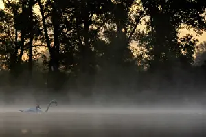 True Swan Prints: Mute swan (Cygnus olor) with cygnet on water on a misty morning