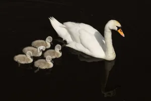 Mute Swan (Cygnus olor) with cygnets, Shapwick NNR, Avalon Marshes, Somerset Levels