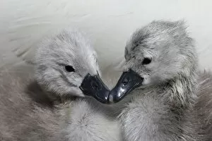 Two Mute swan (Cygnus olor) cygnets, Dorset, UK