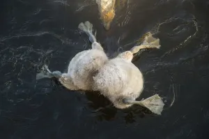 Cygnets Prints: Mute swan (Cygnus olor) cygnets with head submerged while feeding underwater
