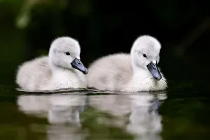 Mute swan (Cygnus olor) cygnets. London, UK. April