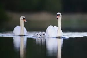 Images Dated 5th November 2019: Mute swan (Cygnus olor) cygnets and parents swimming. London, UK. May