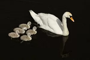 Images Dated 9th June 2011: Mute Swan (Cygnus olor) with cygnets, Shapwick NNR, Avalon Marshes, Somerset Levels
