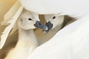 Images Dated 5th November 2019: Mute swan (Cygnus olor), two cygnets sheltering under parents wing. Richmond Park