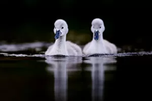 Mute swan (Cygnus olor) cygnets swimming. London, England, UK. May