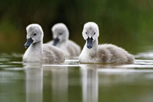 Baby Animals Collection: Mute swan (Cygnus olor) cygnets on water, Lac de Saint Point, Franche Comte, France, May