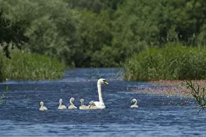 Mute swan (Cygnus olor) and cygnets on water, Westhay Moor SWT reserve, Somerset Levels