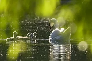 Images Dated 9th July 2020: Mute swan (Cygnus olor) with cygnets on water. Reddish Vale Country Park
