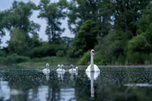 True Swan Prints: Mute swan (Cygnus olor) with cygnets on water