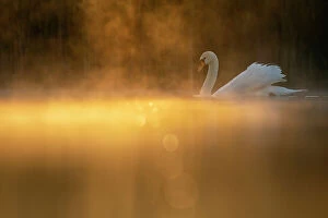 Mute swan (Cygnus olor) in early morning light. Valkenhorst nature reserve, Valkenswaard