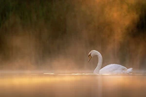 March 2022 highlights Gallery: Mute swan (Cygnus olor) in early morning light, Valkenhorst Nature Reserve, The Netherlands