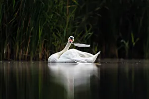 Anatidae Prints: Mute swan (Cygnus olor) in early morning light removing its own feathers