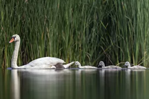 2019 July Highlights Collection: Mute swan (cygnus olor) family, Valkenhorst Nature Reserve, Valkenswaard, The Netherlands