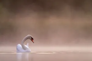 June Prints: Mute swan (cygnus olor) in the first light in the mist Valkenhorst Nature Reserve