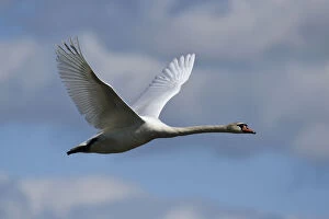Staffan Widstrand Gallery: Mute swan (Cygnus olor) in flight, Nemunas River Delta, Lithuania, May