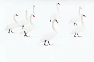 Images Dated 8th February 2012: Mute swan (Cygnus olor) flock on snow, Hazerswoude, The Netherlands, February