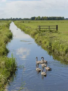 Somerset Prints: Mute swan (Cygnus olor) group of young swimming in a drainage channel with a parent in