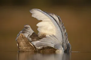 Images Dated 9th November 2009: Mute swan (Cygnus olor) juvenile on water preening, Fife, Scotland, UK, November