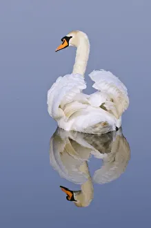Images Dated 23rd March 2011: Mute swan (Cygnus olor), Kent, England, UK, March