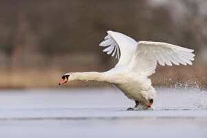Mute swan (Cygnus olor) landing on frozen lake, Richmond Park, London, UK. February