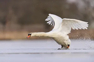 Mute swan (Cygnus olor) landing on frozen lake, Richmond Park, London, UK. February Mute swan (Cygnus olor) landing on frozen lake, Richmond Park, London, UK. February